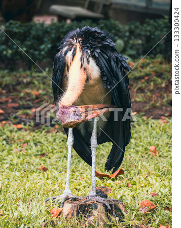 Saigon Zoo and Botanic Gardens in Vietnam 133300424