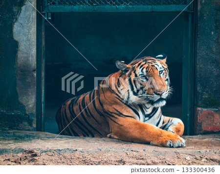 Saigon Zoo and Botanic Gardens in Vietnam Saigon Zoo and Botanic Gardens in Vietnam 133300436
