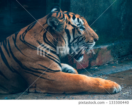 Saigon Zoo and Botanic Gardens in Vietnam 133300440