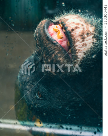 越南西貢動物園和植物園 越南西貢動物園和植物園 133300442