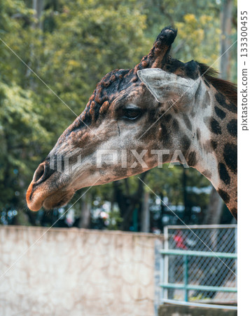 Saigon Zoo and Botanic Gardens in Vietnam Saigon Zoo and Botanic Gardens in Vietnam 133300455