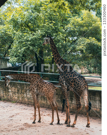 越南西貢動物園和植物園 越南西貢動物園和植物園 133300460