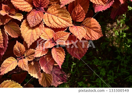 錦紫蘇 (唇形科) 錦紫蘇屬 錦紫蘇 (唇形科) 錦紫蘇屬 133300549