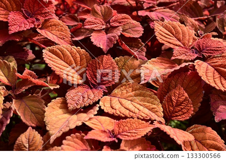 錦紫蘇 (唇形科) 錦紫蘇屬 133300566