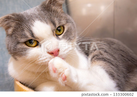 放鬆時間，為你的貓梳毛 133300602