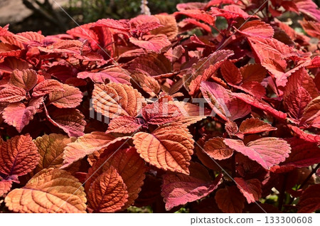 Coleus (Lamiaceae) Coleus genus 133300608