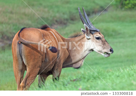 Eland Eland 133300818