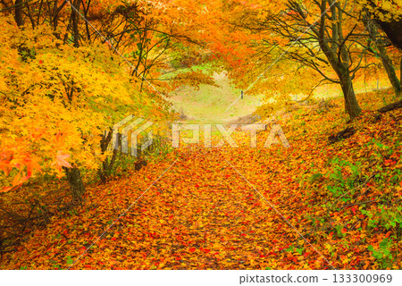 [Omine Plateau] Maple Tunnel [Ikeda Town, Kitaazumi District] 133300969