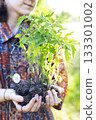 girl holds seedlings in her hands 133301002