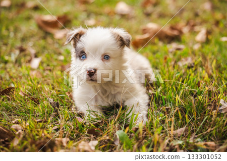 Cute Australian Shepherd puppy with blue eyes lying on autumn grass outdoors, looking curiously at the camera Cute Australian Shepherd puppy with blue eyes lying on autumn grass outdoors, looking curiously at the camera 133301052