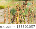 Dry seeds of oenothera biennis in autumn garden. Medical plant. Ornamental plant in medicine agriculture. Sunny day. 133301057