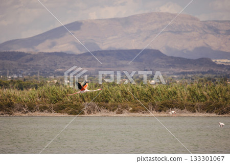 Flamingo flying over lagoon near Santa Pola, Spain, with mountains and reeds in background under cloudy sky. 133301067