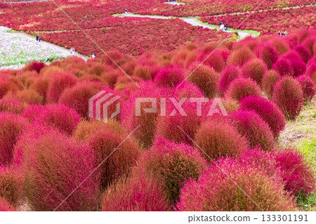 秋天的掃帚草葉（茨城縣日立海濱公園） 133301191