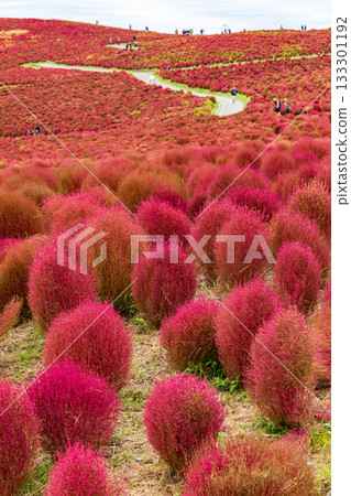 秋天的掃帚草葉（茨城縣日立海濱公園） 133301192