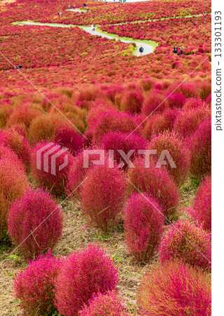Autumn leaves of kochia (Hitachi Seaside Park, Ibaraki Prefecture) Autumn leaves of kochia (Hitachi Seaside Park, Ibaraki Prefecture) 133301193