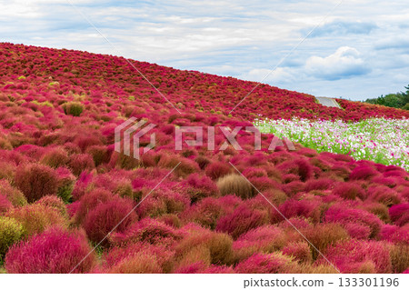秋天的掃帚草葉(茨城縣日立海濱公園) 秋天的掃帚草葉(茨城縣日立海濱公園) 133301196