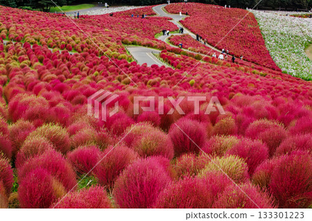 秋葉的藜蘆(茨城縣日立海濱公園) 秋葉的藜蘆(茨城縣日立海濱公園) 133301223