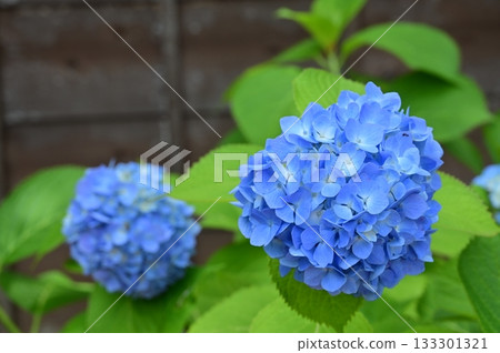 藍色繡球花和老房子 133301321