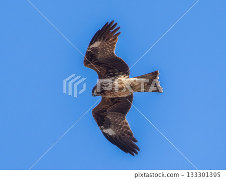 Flying in the sky 133301395