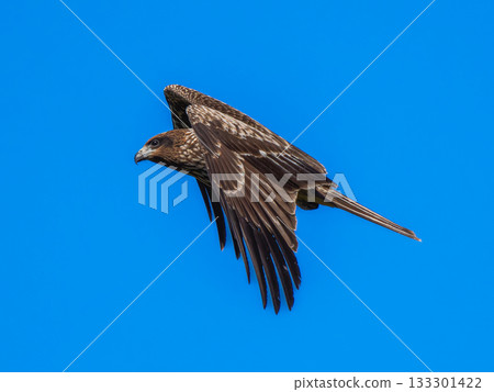 Flying in the sky 133301422