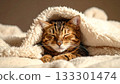 A gentle cat sleeping wrapped in a fluffy blanket 1 133301474