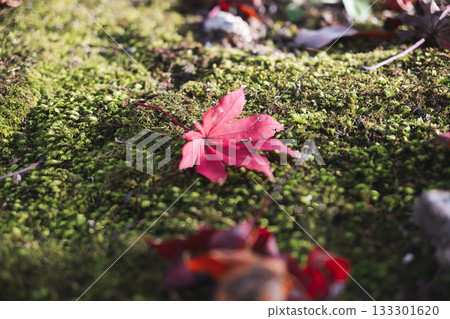 Bright red maple leaves fallen on a carpet of moss 133301620