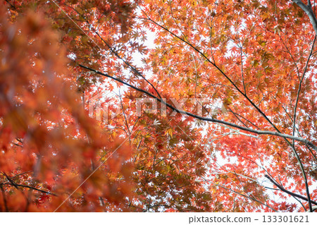 Fiery red and orange maple leaves blanket the sky 133301621