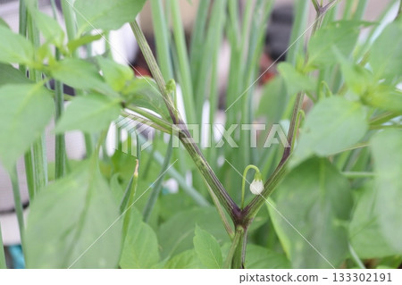 辣椒的第一朵花：摘除前 133302191