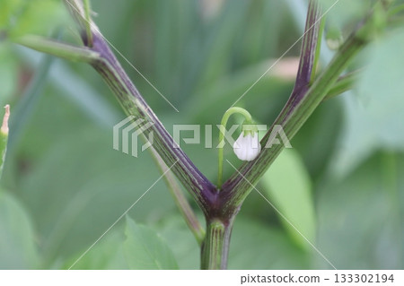 First flower of chili pepper: before removal First flower of chili pepper: before removal 133302194