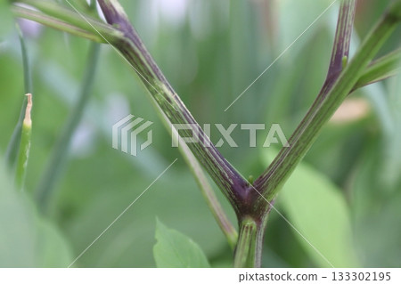 First flower of chili pepper: after removal First flower of chili pepper: after removal 133302195