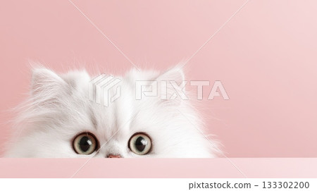 Adorable White Cat Peeking Over Pink Surface With Big Eyes In Soft Studio Light 133302200
