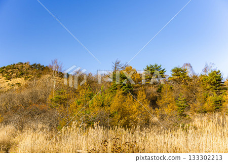 Yaoshima Mogara在秋天 133302213