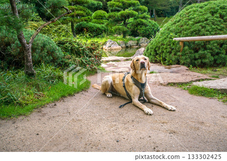 IT is fantastic portrait of clever pet - the dog poses to its owner IT is fantastic portrait of clever pet - the dog poses to its owner 133302425