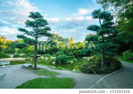 Topiary pine trees in the Japanese garden at Park Nord in Dusseldorf Topiary pine trees in the Japanese garden at Park Nord in Dusseldorf 133302426
