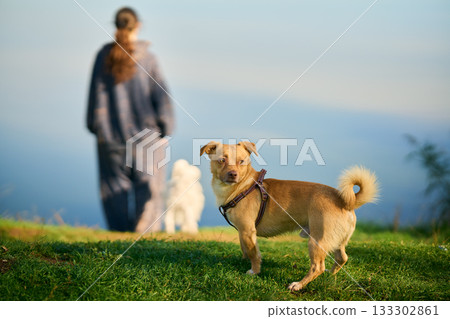 Cute small dog stands on lawn with green grass waiting for owner Cute small dog stands on lawn with green grass waiting for owner 133302861