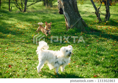 Dogs playing in park on sunny day. Dogs playing in park on sunny day. 133302863