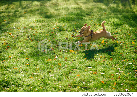 Funny small dog happily running on green grass field in public park 133302864