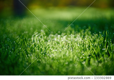 Close up of green grass with droplets of dew in the morning Close up of green grass with droplets of dew in the morning 133302869