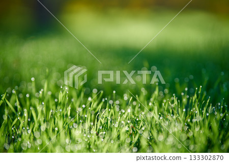 Close up of green grass with droplets of dew in the morning Close up of green grass with droplets of dew in the morning 133302870