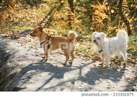 Portrait of cute happy dogs friendswalking together in autumn forest. Portrait of cute happy dogs friendswalking together in autumn forest. 133302875