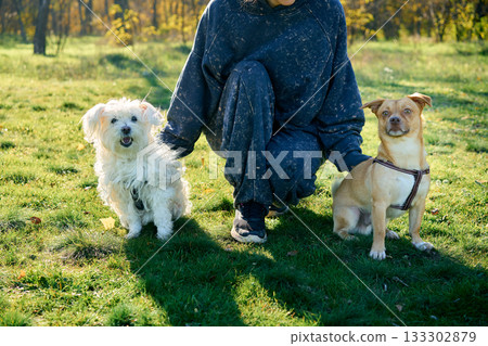 Woman training her two dogs in park. Woman training her two dogs in park. 133302879