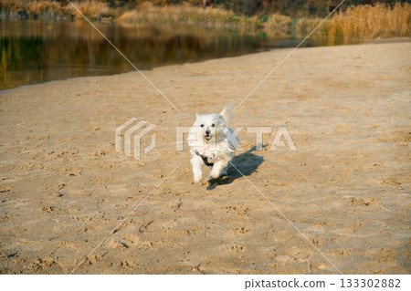 Happy white dog running on sunny sandy beach. 133302882