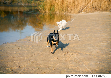 Cute dogs playing on sandy beach 133302886