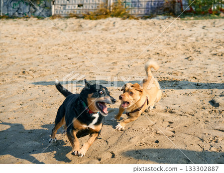 Cute dogs playing on sandy beach 133302887