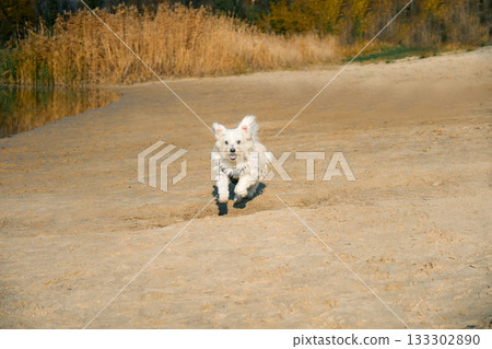 Happy white dog running on sunny sandy beach. Happy white dog running on sunny sandy beach. 133302890