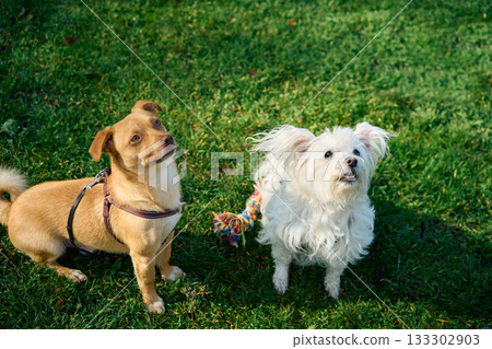 Portrait of cute happy dogs friends sitting on grass on sunny day 133302903