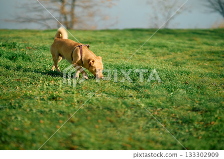 Brown dog sniffing grass in sunny meadow 133302909
