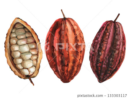 Watercolor cocoa pods set with open cacao fruit and beans for tropical chocolate design and botanical food illustrations Watercolor cocoa pods set with open cacao fruit and beans for tropical chocolate design and botanical food illustrations 133303117