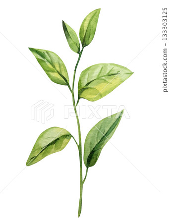 Green leaf, botanical branch with watercolor leaves for natural floral design and elegant spring decor 133303125