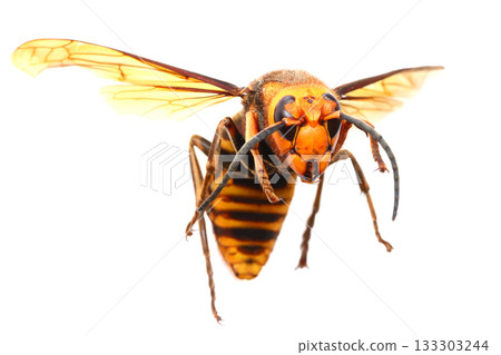Male giant hornet Male giant hornet 133303244